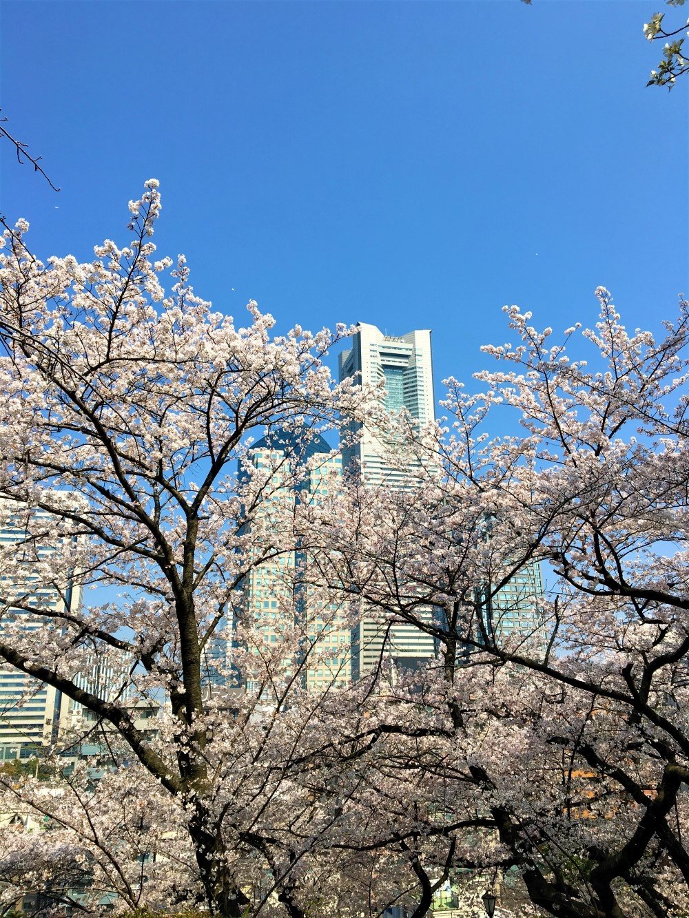 🏞️ 노게야마 공원 (노게야마 코엔) 이미지 7